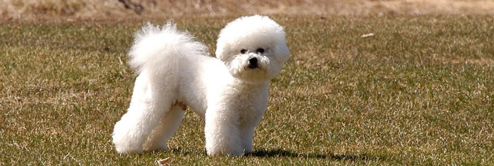 Featured Pets